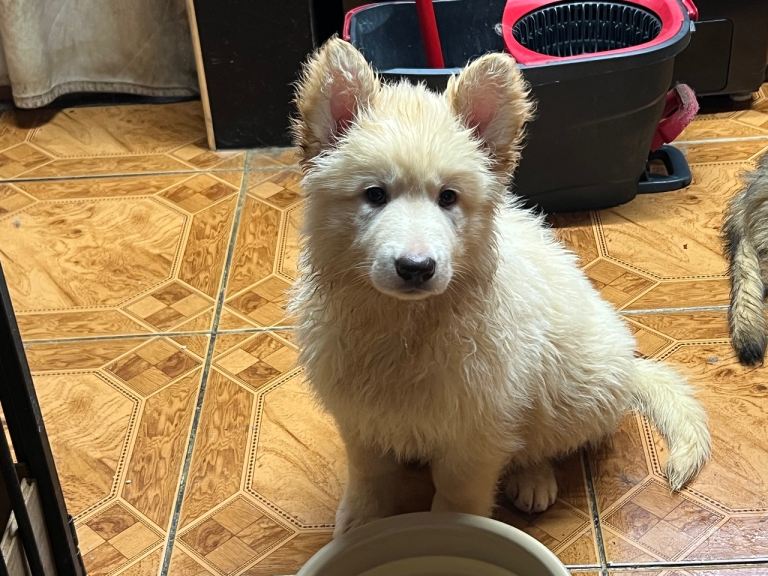 Stunning gsd puppies only 3 left 