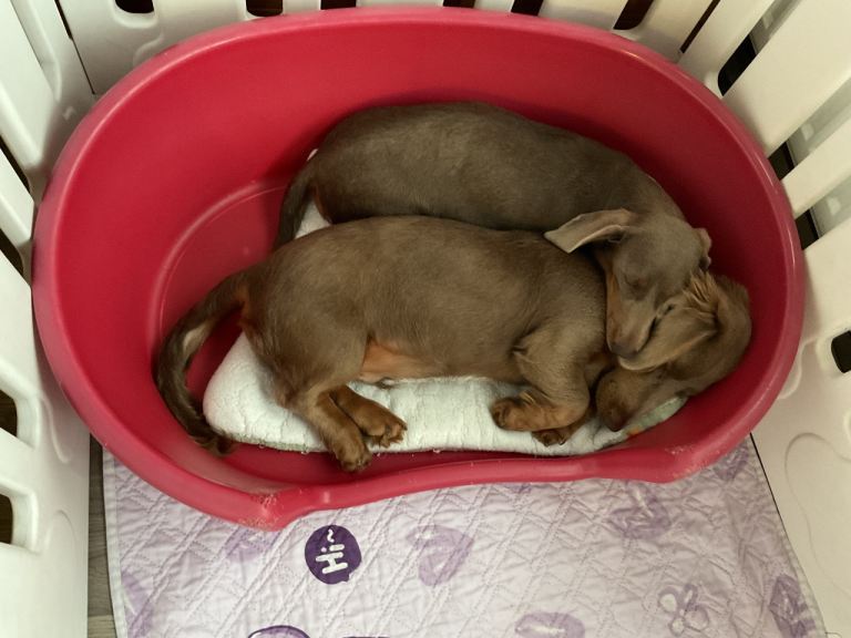 Miniature Dachshund pups 1 girl / 1 boy
