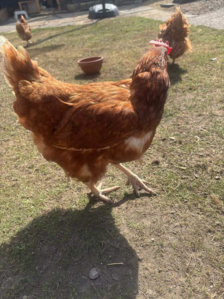 Healthy Brown Hens for Sale