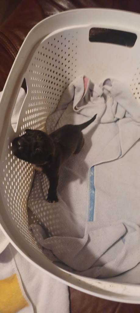 1 male staff x puppy