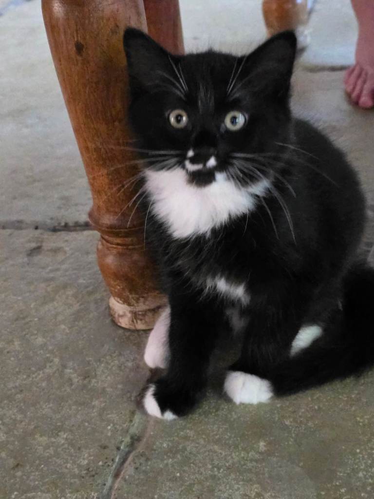 Kitten mixed race 