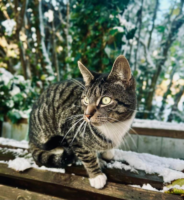 Male cat for rehoming 