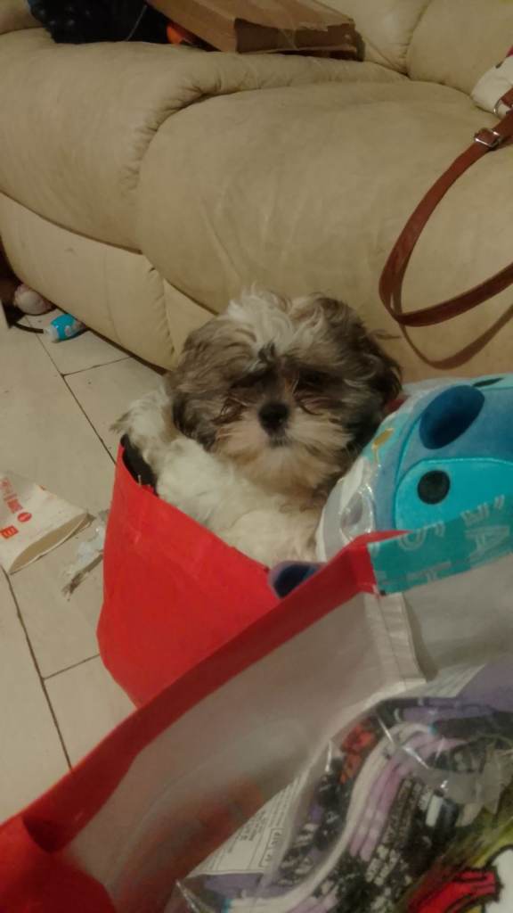 13 week old Shih Tzu male puppy