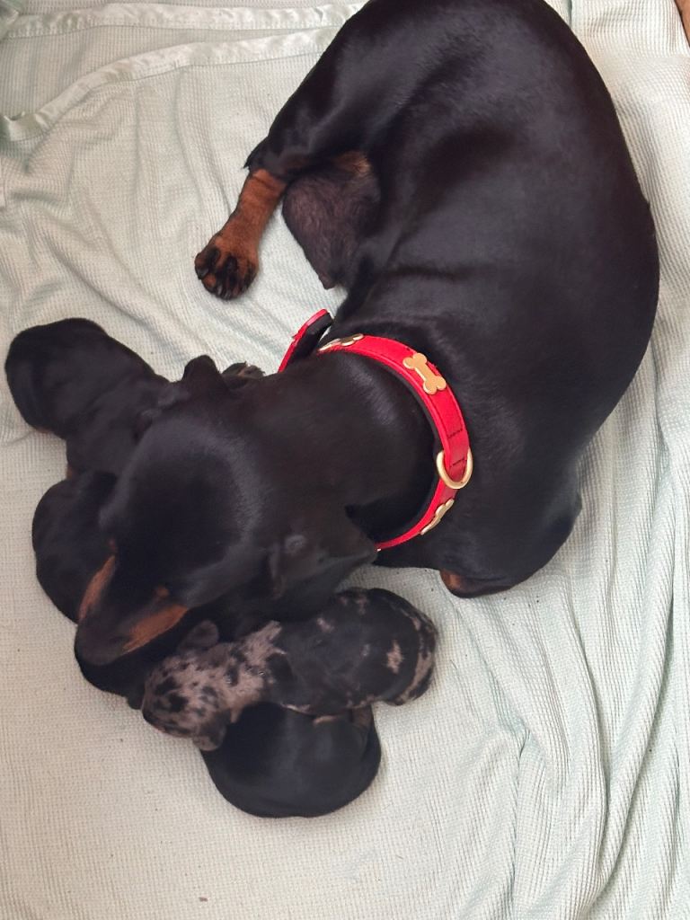 Miniature dachshund puppy for sale 
