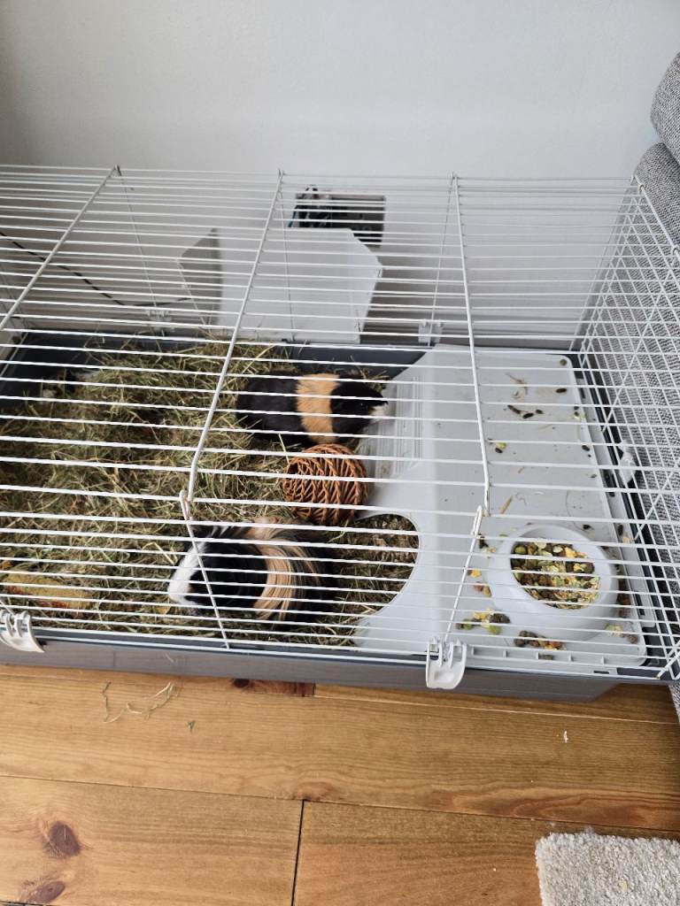 Alex and Fluffy - guineea pigs - free 