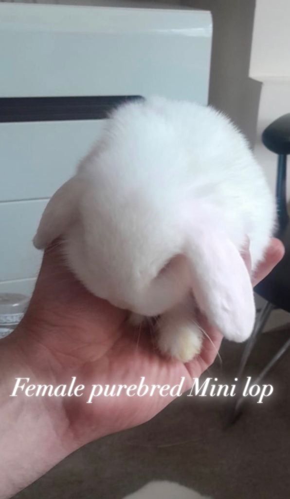 Female Purebred Mini lop rabbit-9 weeks old