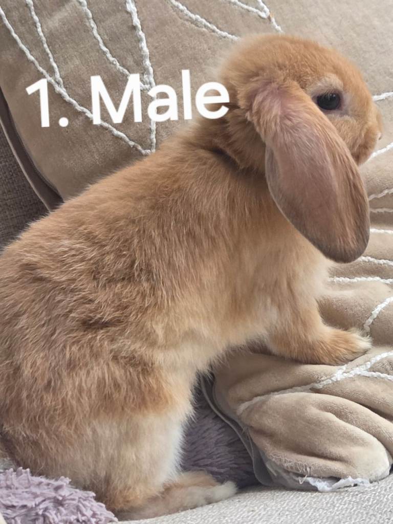 Mini Lop Bunnies