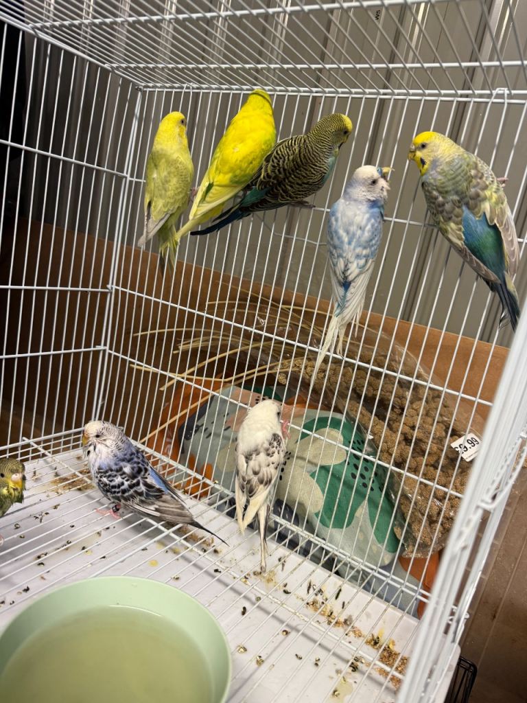 Male and female Budgies for sale 