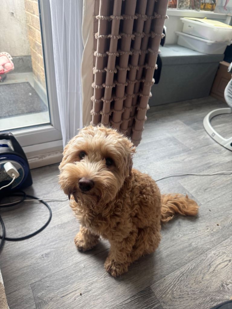 9month old cockapoo  