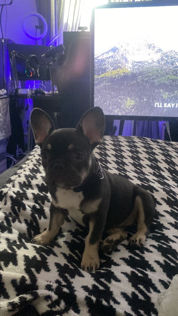 Micro Frenchi puppy female 