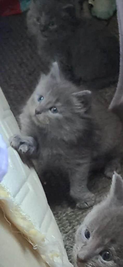 Grey fluffy mixed breed beautiful kittens £225.00