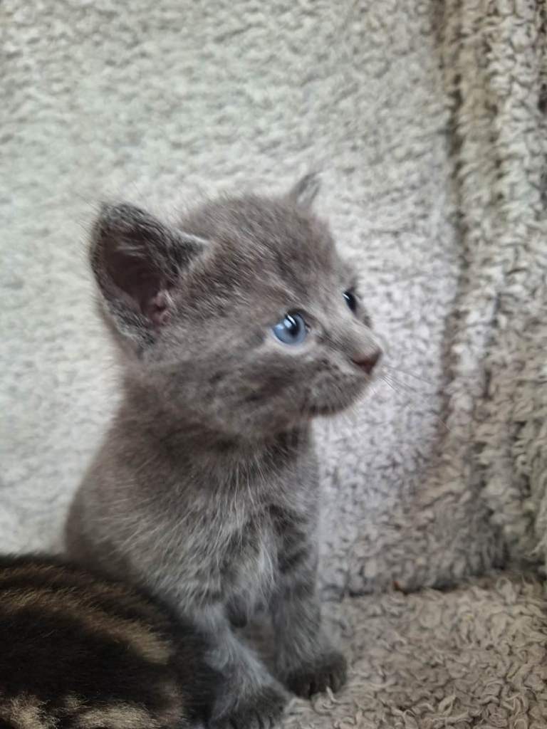 Kittens