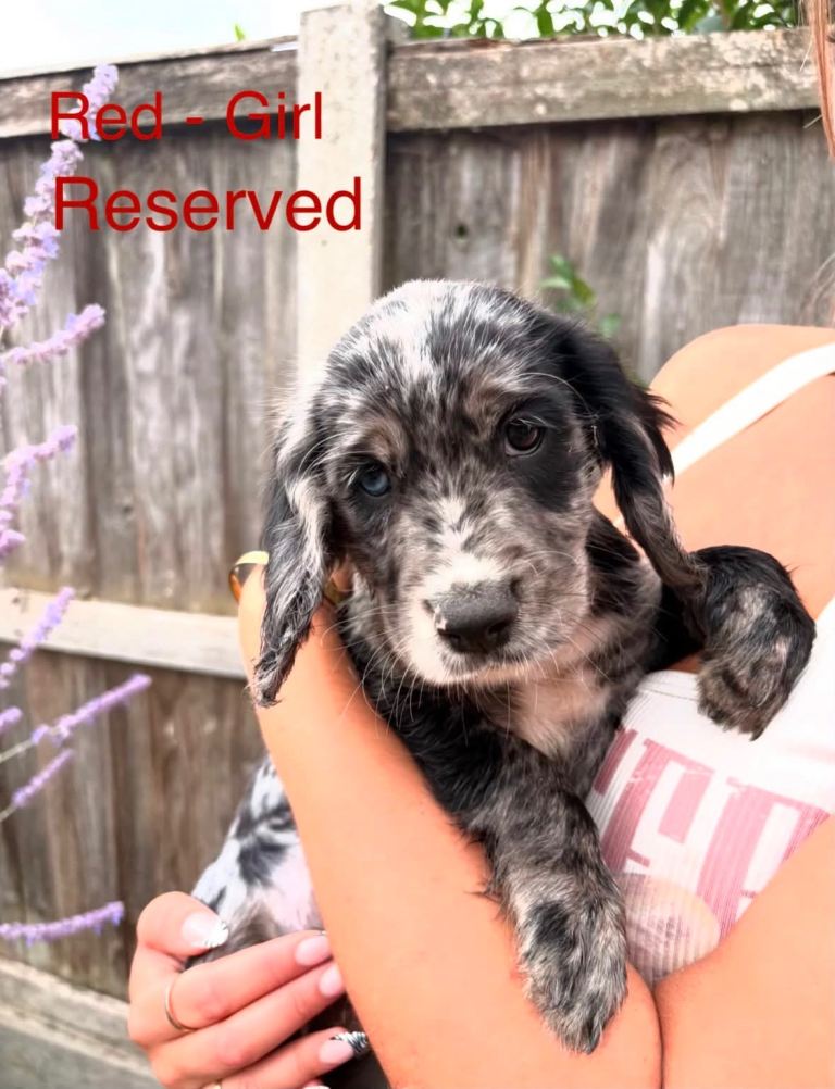 Sprocker spaniel puppies 