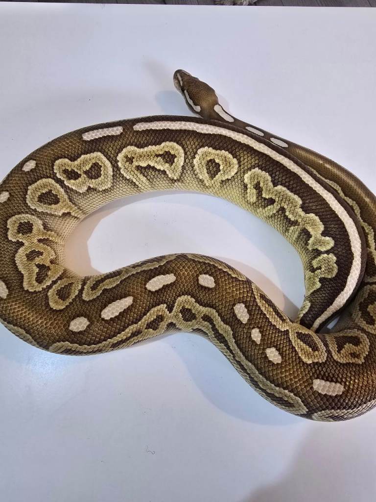 Female Lesser Ball Python - £150
