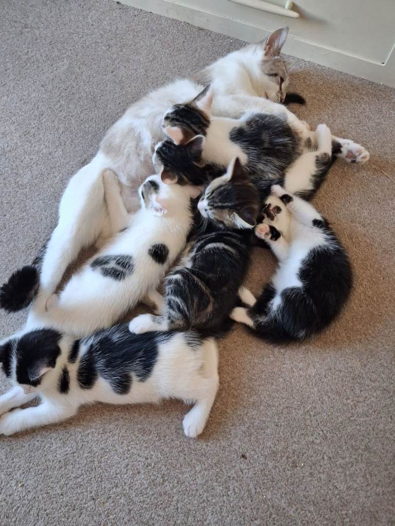 Kittens looking for new homes