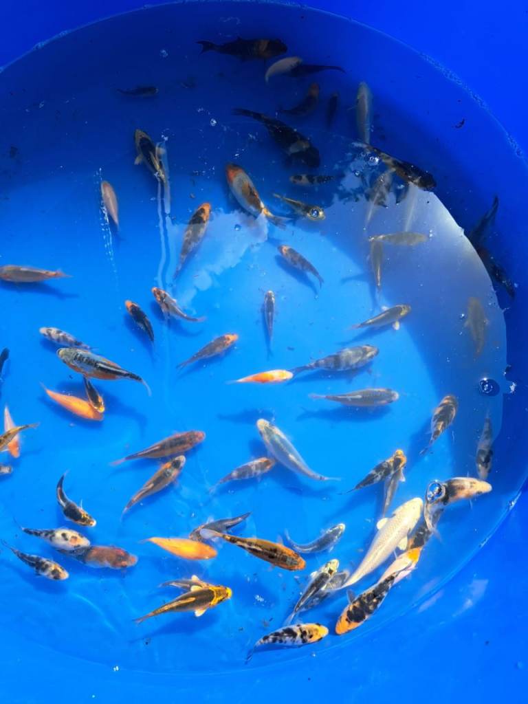Koi for sale