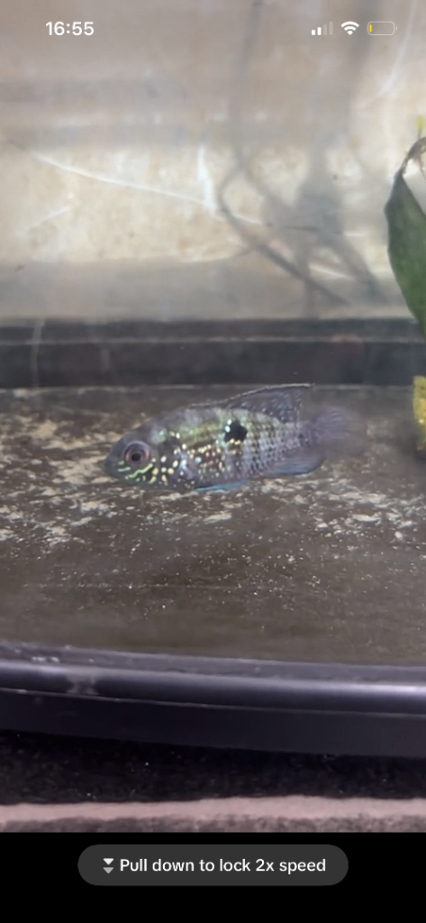 True blue acara / blood parrot 