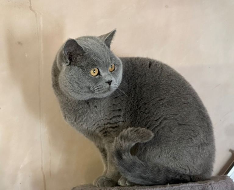 Pedigree British Shorthair Male 💙