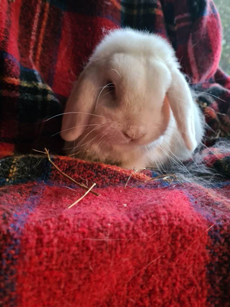 Mini lop #Netherland dwarfs 