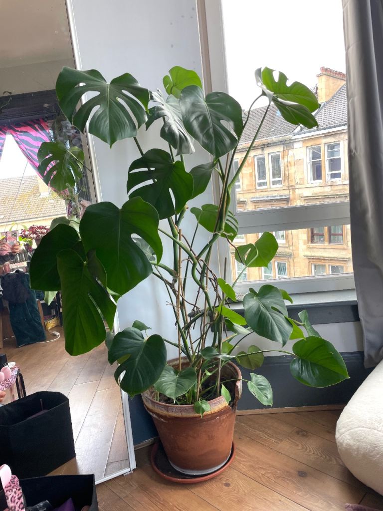 5ft tall monstera plant 