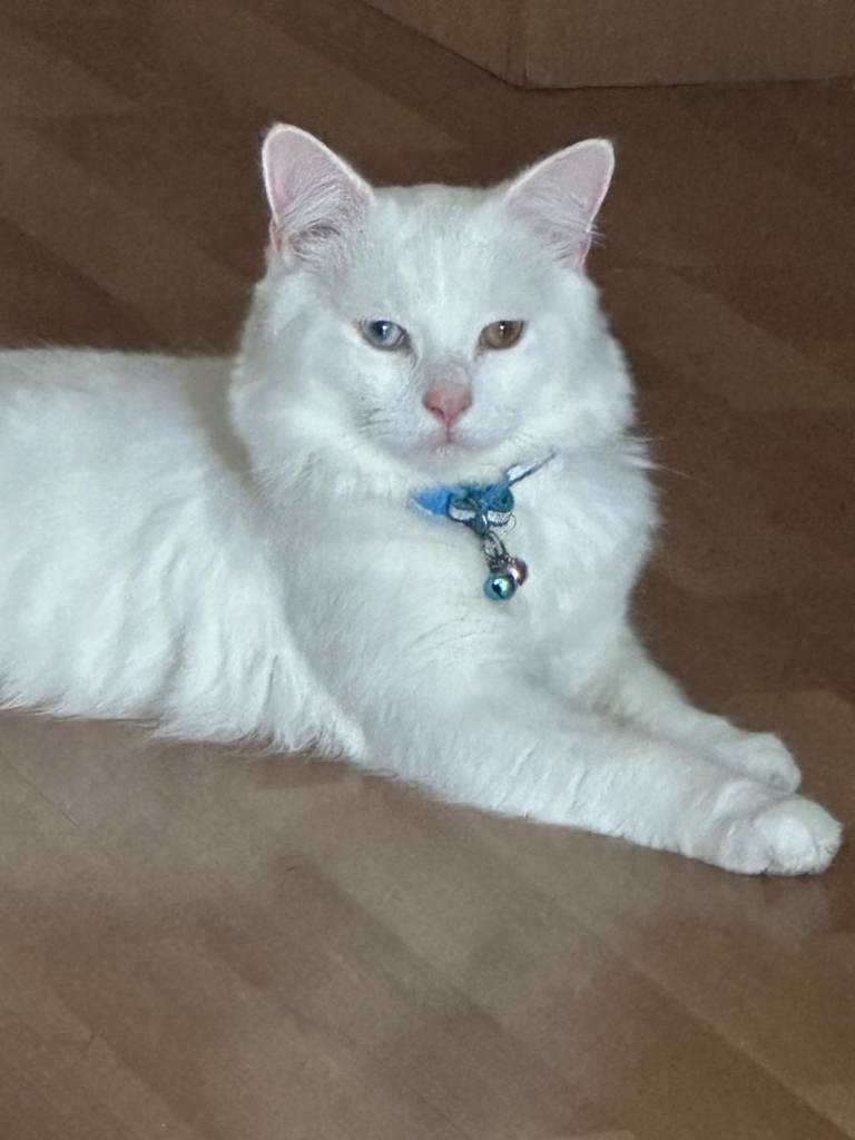 Turkish angora male cat pure white with different eye colours