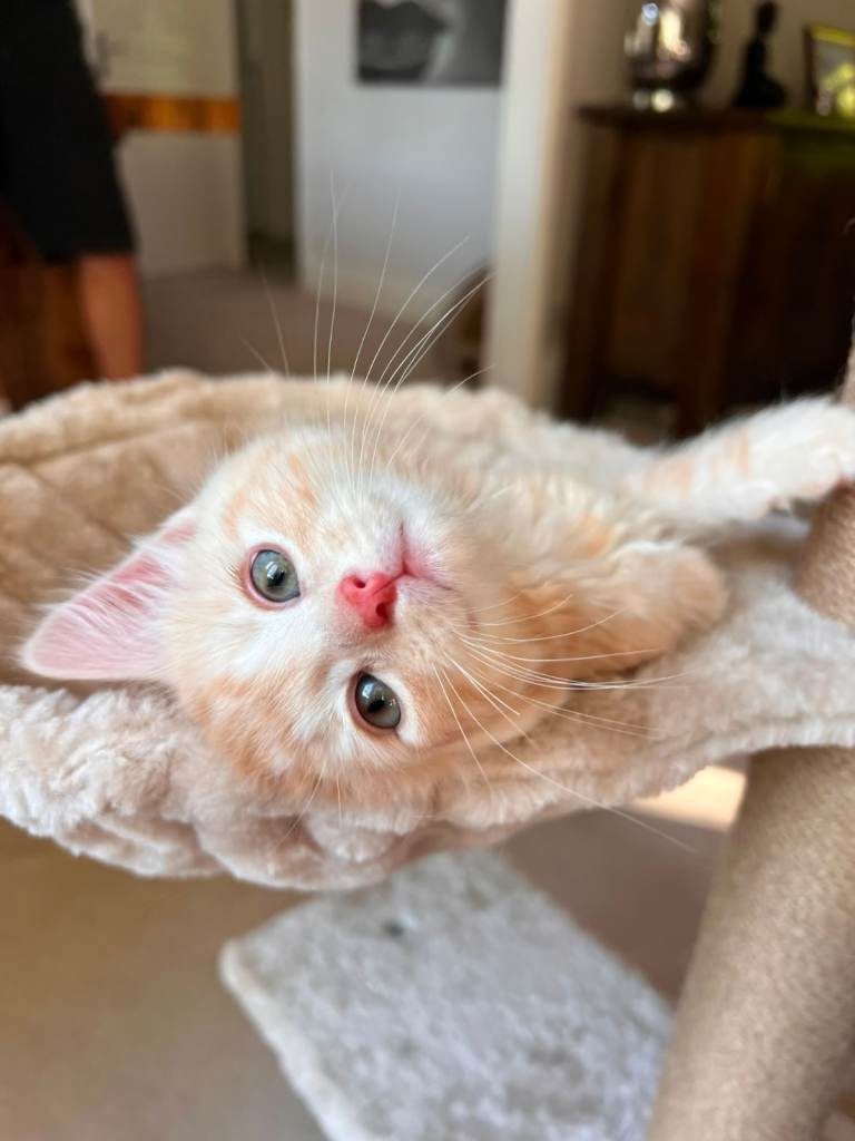 Beautiful 8-Week-Old Kittens – Ready for Loving Homes 🐾