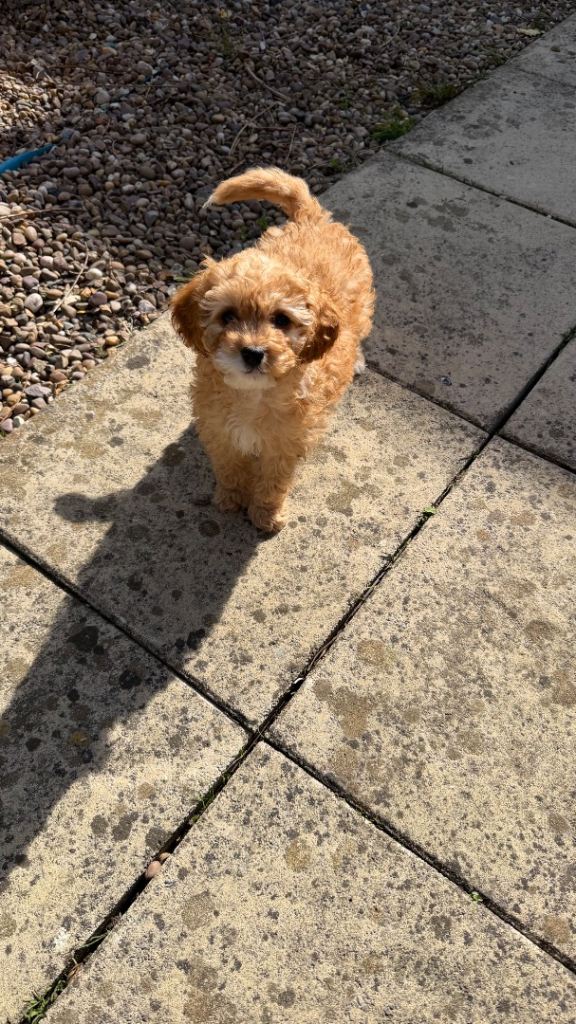 15 weeks female toy Cavapoo 