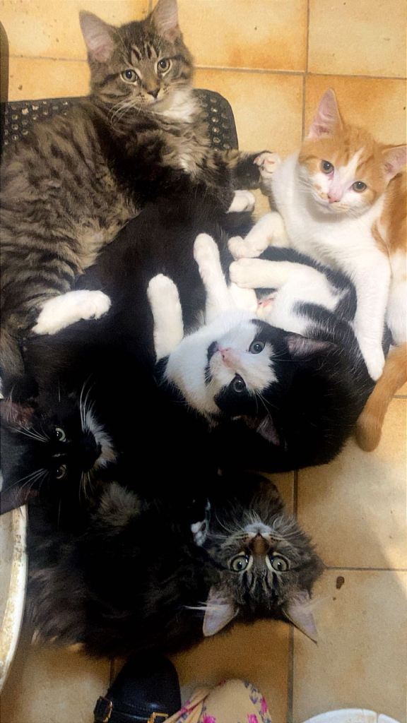5 Beautiful Mixed Breed Kittens 🐾