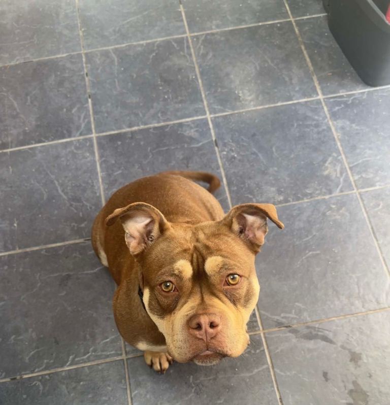 Female Pocket bully 