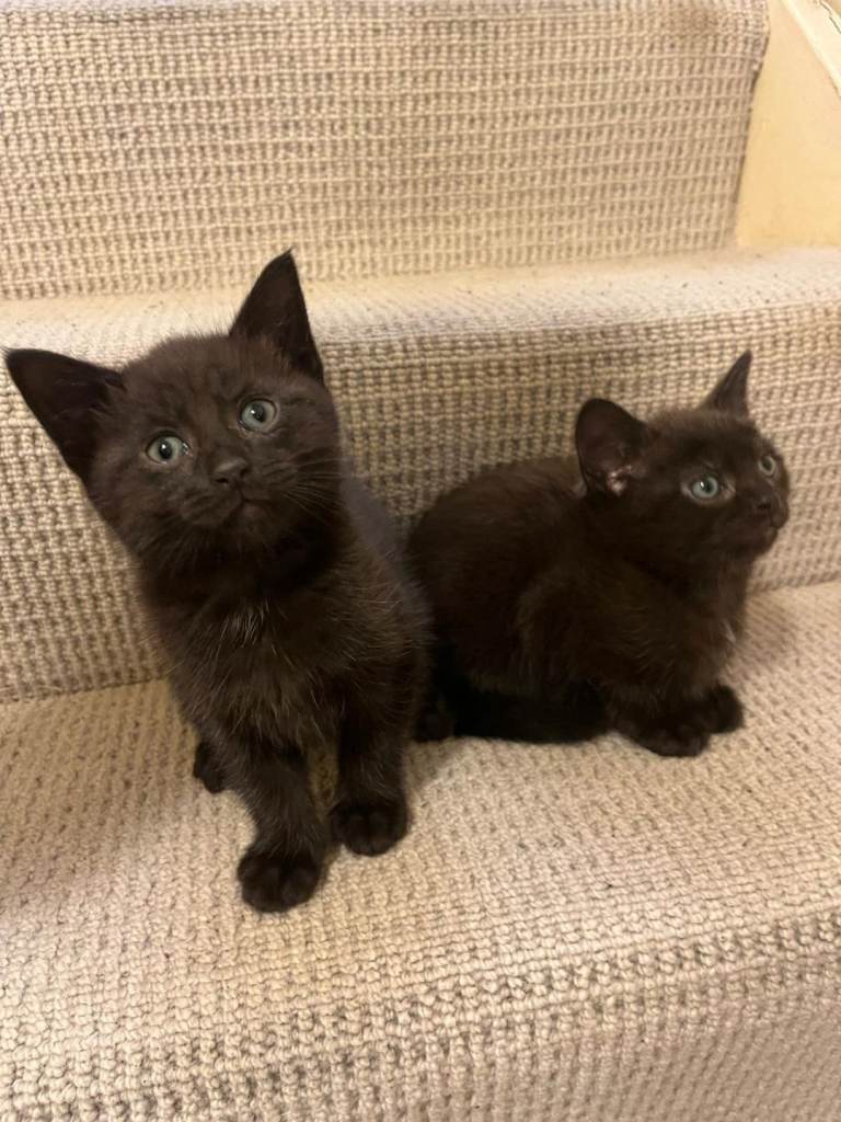 Two male black kittens