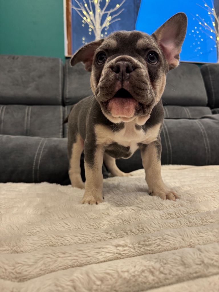 🐾 Blue & Tan French Bulldog Puppy – Ready Now 🐾