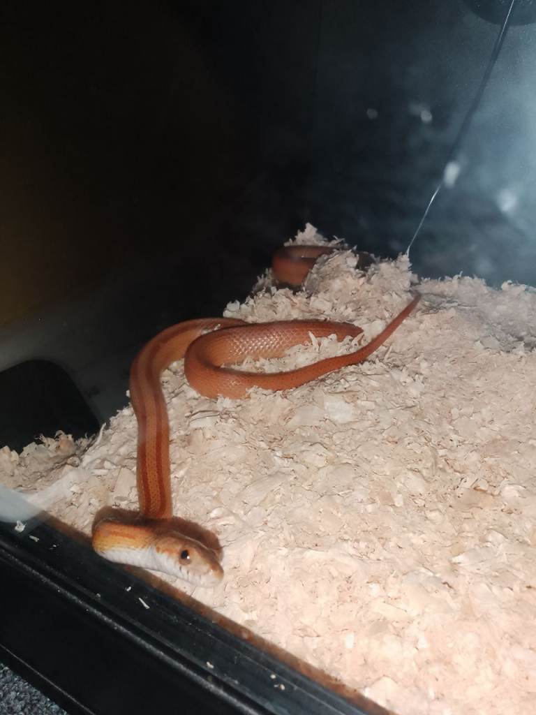 Beautiful Corn Snake for sale