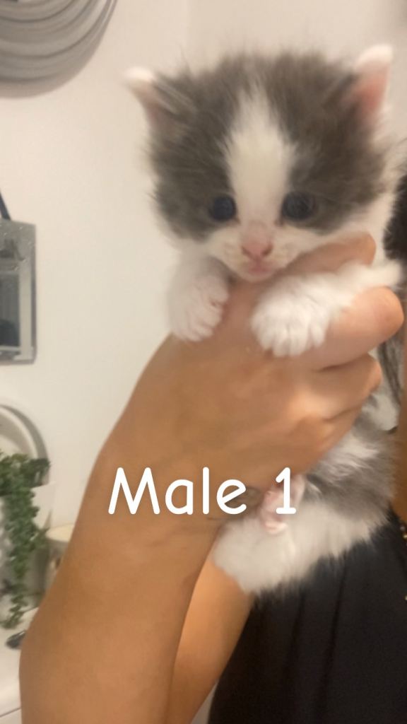 Kittens ready 10th jan