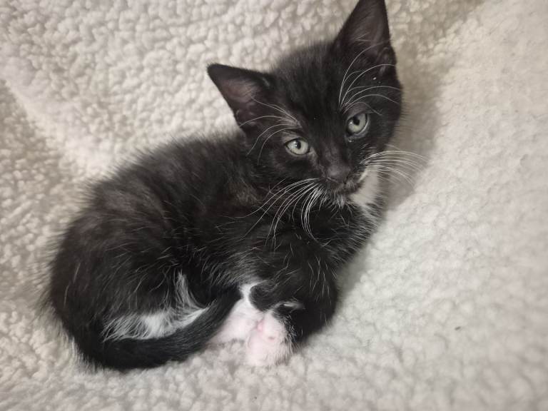 Adorable kitten looking for a loving home-ready for collection from 10th January!