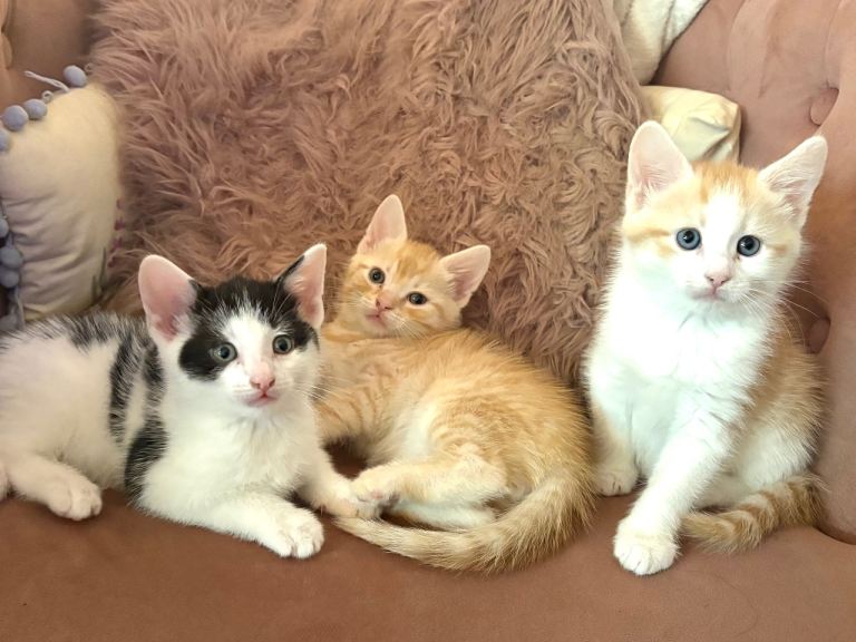 Kittens 
