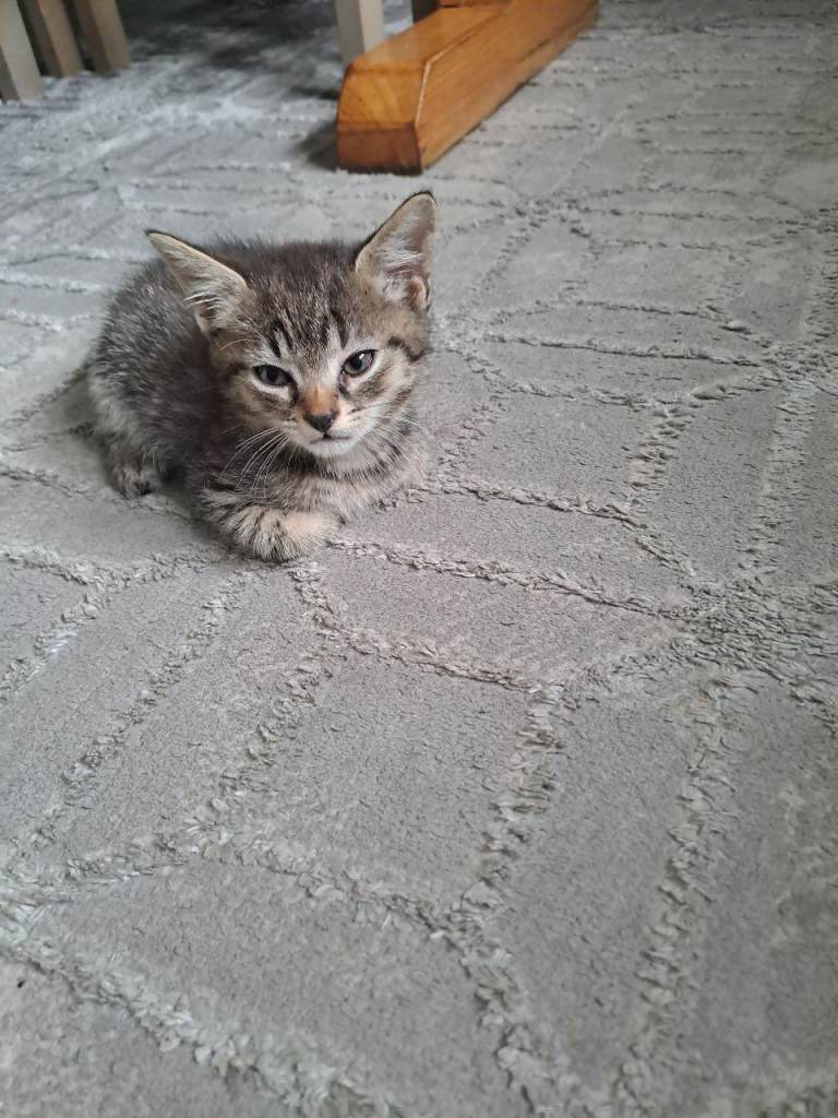 Kittens 