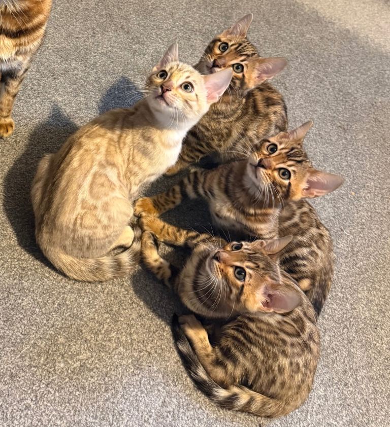 Bengal Kittens Pedigree TICA registered 
