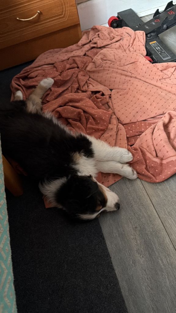 Pure breed Australian Shepherd 
