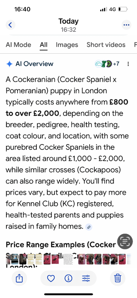 6 Dogs ready to go cockerspaniel cross Pomeranian known as cockeranian