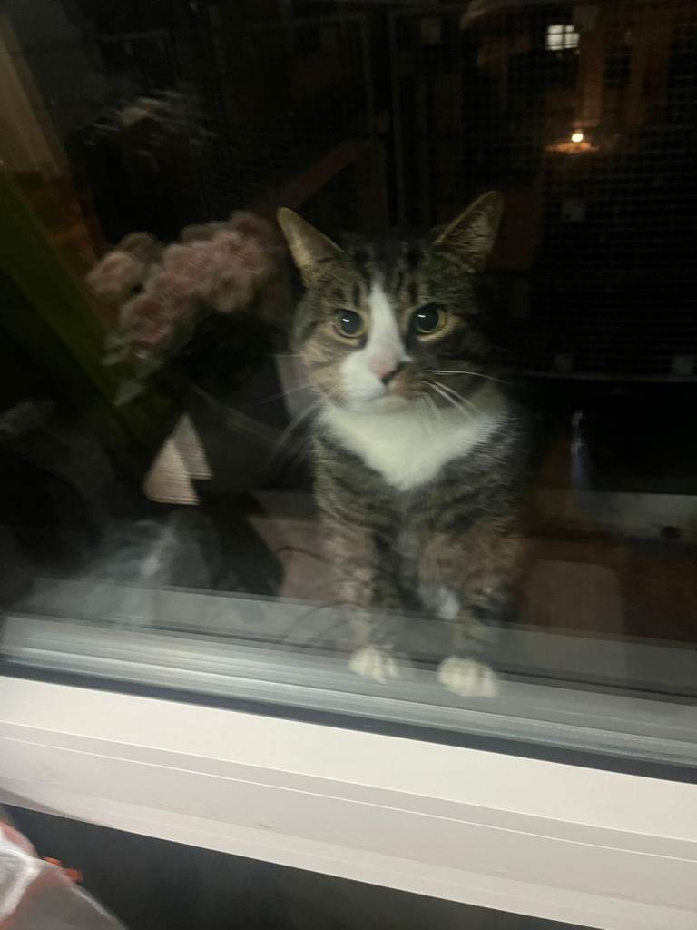 Sibling Cats Looking for Loving Home