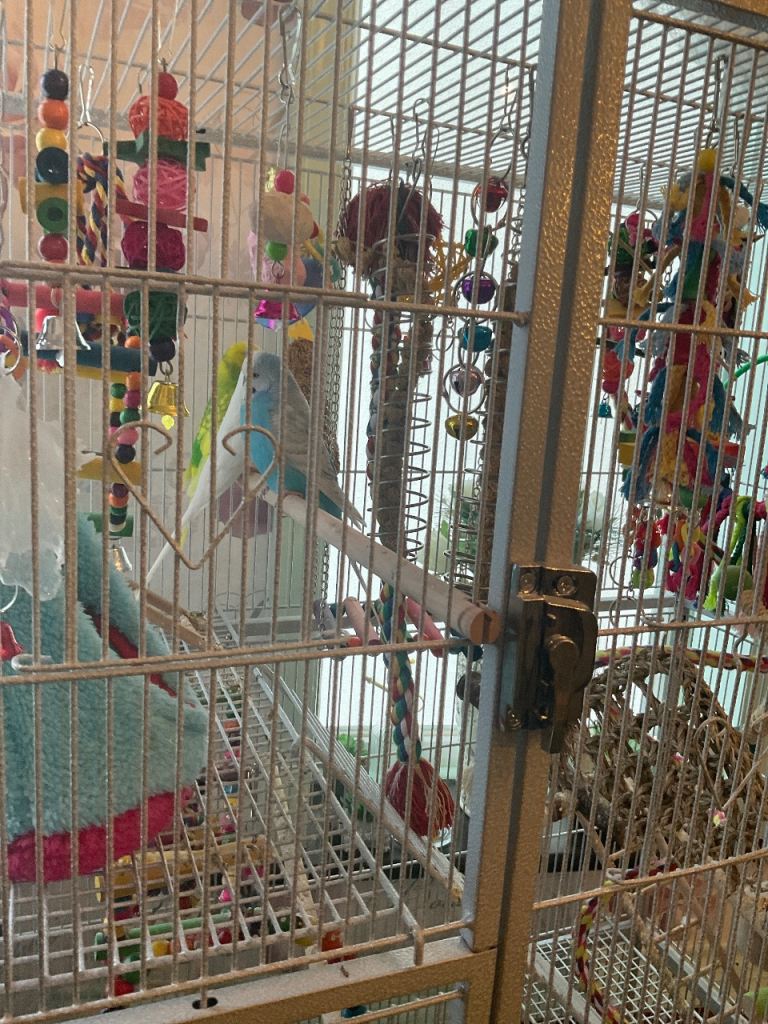 BIRD CAGE WITH 3 GORGEOUS BUDGIES WELL LOOKED AFTER ALWAYS SINGING 