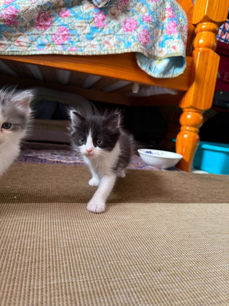 Ragdoll mix breed kittens 