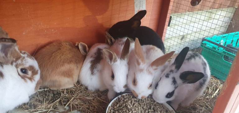 Baby rabbits