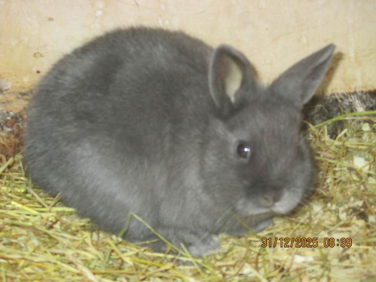 Baby Rabbits, Netherland Dwarfs! 2 boys, 2 girls