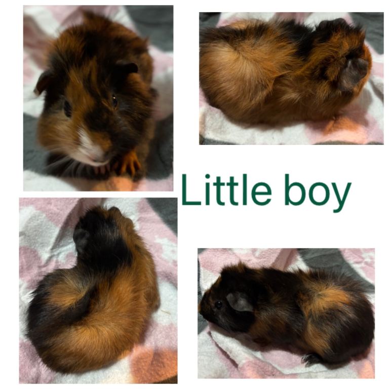 x1 boy guinea pigs
