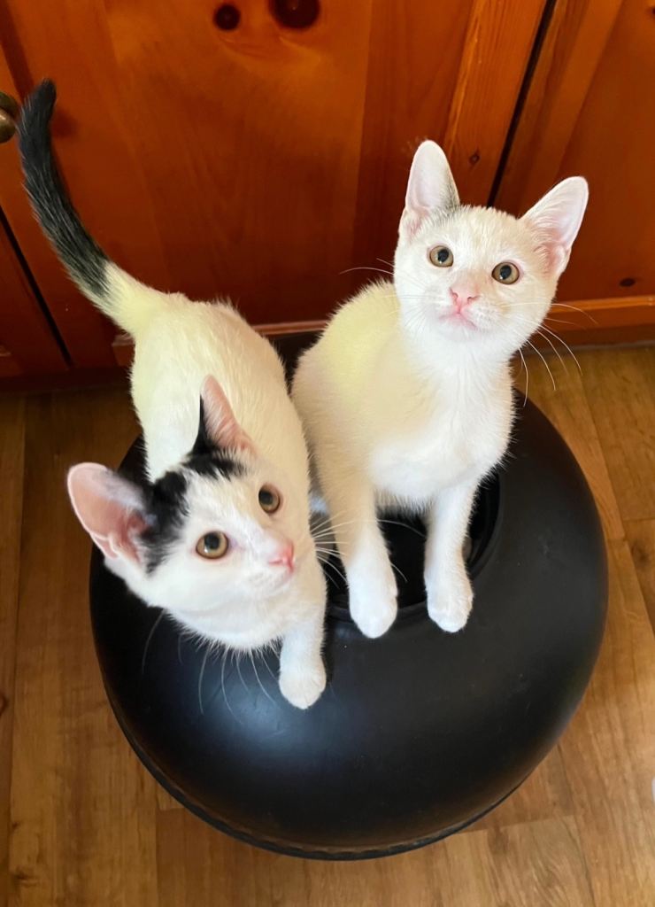 Six Beautiful Home-Raised Kittens 🐾 — Six Very Different Little Personalities ❤️