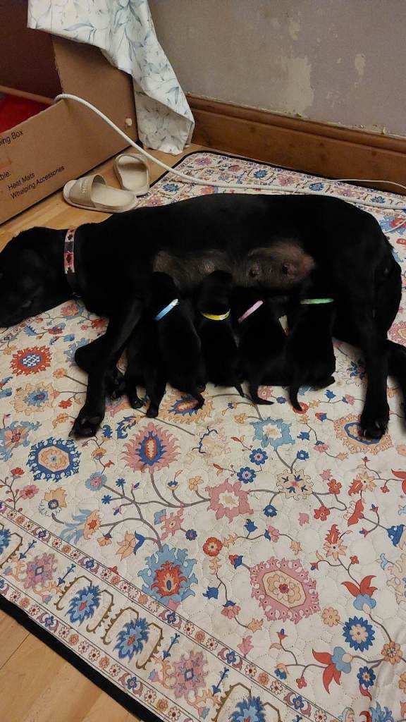 Stunning Black Labrador puppies 