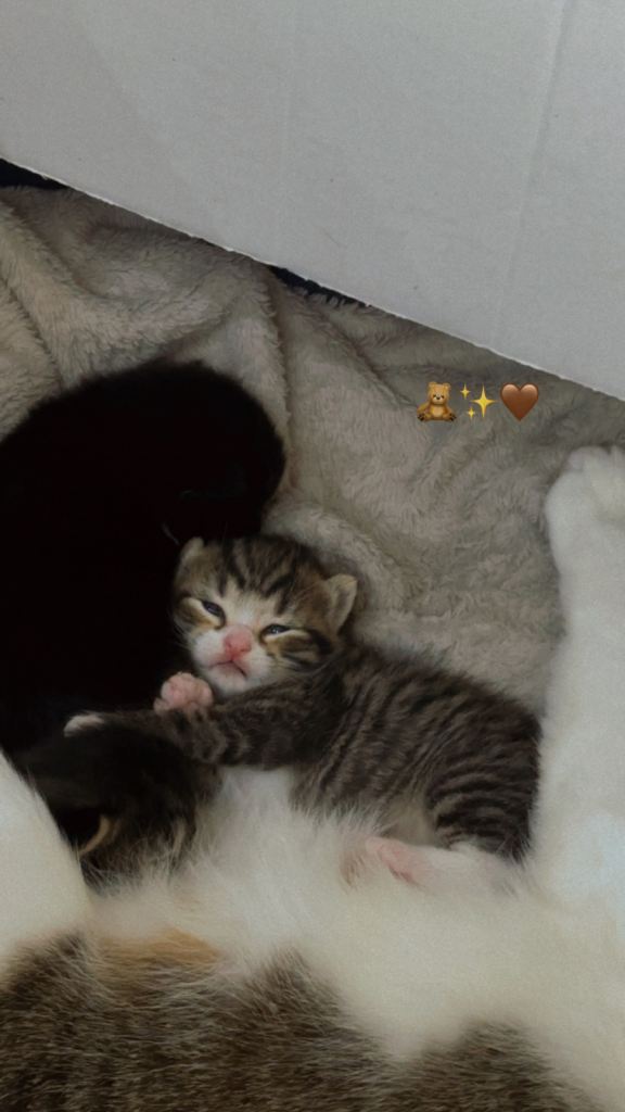 3 beautiful long haired kittens for sale❤️