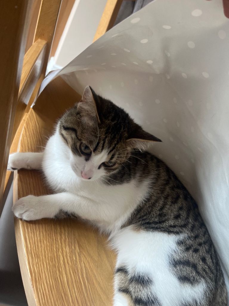 Adorable Kitten Looking For A New Home
