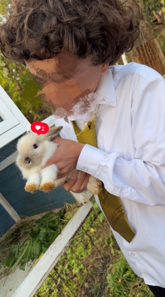 bunnys